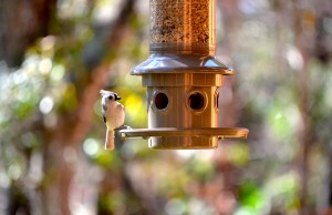 A tufted titmouse prepares to feed in Safety Harbor.