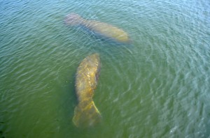 Manatees