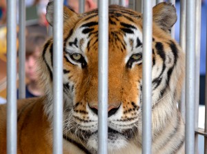 Ty the Tiger made an appearance at Third Friday this month,  courtesy of the Animal Hospital of Northwood.