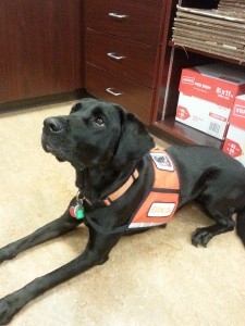 Meet Dora at a special story time in honor of National Assistance Dog Week on Tuesday, July 30th, 10:30 am.