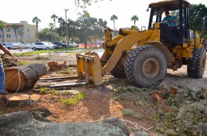 Warren Hunt works to tow away segments of trees that were cut down at the Safety Harbor Resort and Spa.