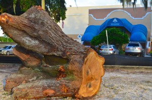 A large stump sits on the grounds of the Safety Harbor Resort and Spa parking lot.