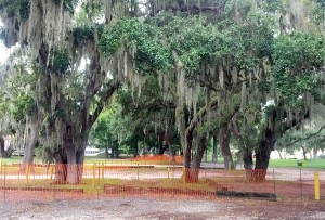 More than a dozen trees at the Safety Harbor Spa have been marked for removal in order to make room for a new parking lot.