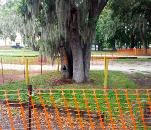 A tree marked for removal at the Safety Harbor Spa.