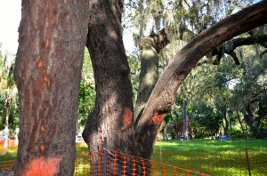 A moratorium would prevent removing trees in Safety Harbor until April 2015, with exceptions.