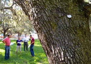 Concerned residents met with city officials last week at the Safety Harbor Resort and Spa to discuss the tree removals.