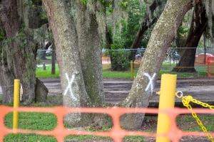 Safety Harbor is hosting a town hall style tree ordinance meeting tonight at 6PM.