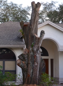 The remains of a "mature, multi-limbed oak" that was removed at 2301 Eaton Ct. in Safety Harbor.