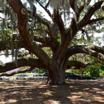 The Baranoff Oak, located in front of the Safety Harbor Library, is said to be the oldest such tree in all of Pinellas County.