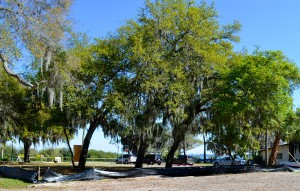 Changes to Safety Harbor's already restrictive tree ordinance could turn any home owner with a pair of pruning shears into a potential violator.