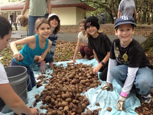 Potatoe Round Up Safety Harbor