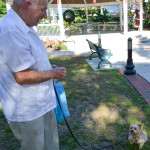 Geore Weiss walks his dog, Coco, in downtown Safety Harbor on Dec. 12, 2015.