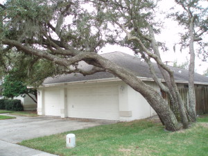 Trees at Wayne McKinney's home in Safety Harbor. Credit: Wayne McKinney.