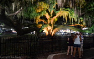 An effort to illuminate the historic Baranoff oak tree in downtown Safety Harbor has already been met with backlash for the local Smart Growth group.