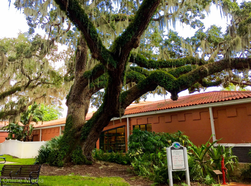 no-name-oak-safety-harbor-2 ad-mania