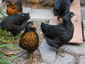 A proposed ordinance would allow ownership of up to (4) female chickens on detached single-family residential properties in Safety Harbor.