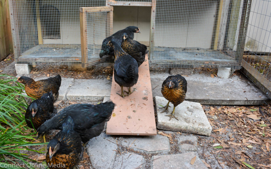 Backyard chickens now allowed in Safety Harbor Safety Harbor Connect
