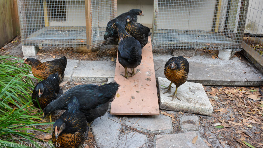 A proposed ordinance would allow ownership of up to (4) female chickens on detached single-family residential properties in Safety Harbor.