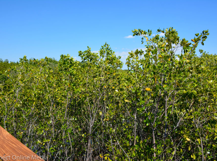 Safety Harbor Waterfront Park boardwalk-40 ad-mania