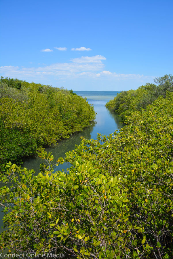 Safety Harbor Waterfront Park boardwalk41 Safety Harbor Connect