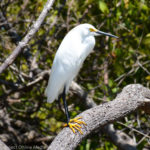 Scene from the Safety Harbor Waterfront Park boardwalk nature trail.