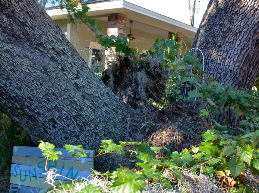 Tree falls on Safety Harbor home-15 ad-mania