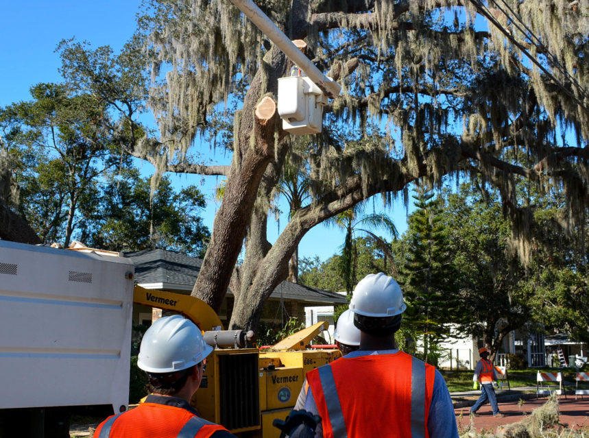 Tree falls on Safety Harbor home-2 ad-mania