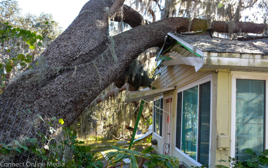 Tree crushes home